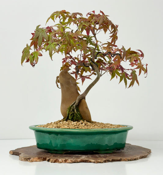 Deshojo Maple on Rock