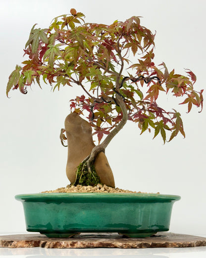 Deshojo Maple on Rock