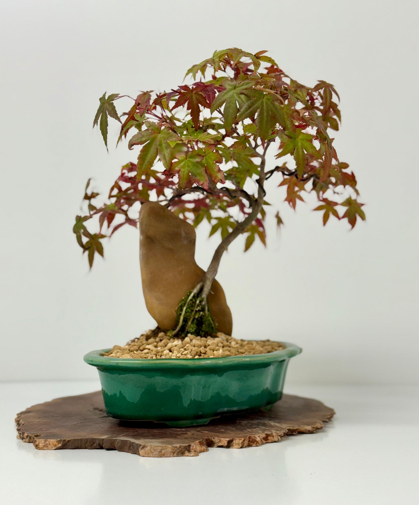 Deshojo Maple on Rock