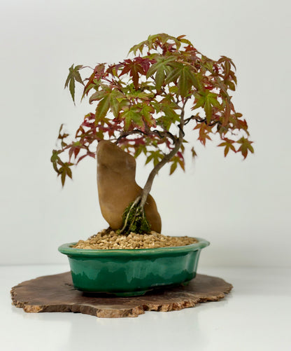 Deshojo Maple on Rock