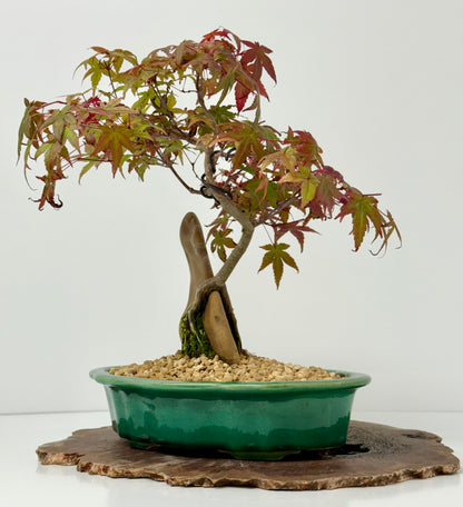 Deshojo Maple on Rock