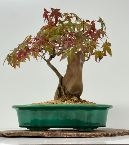 Deshojo Maple on Rock