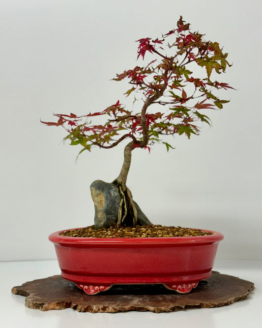 Deshojo Maple on Rock