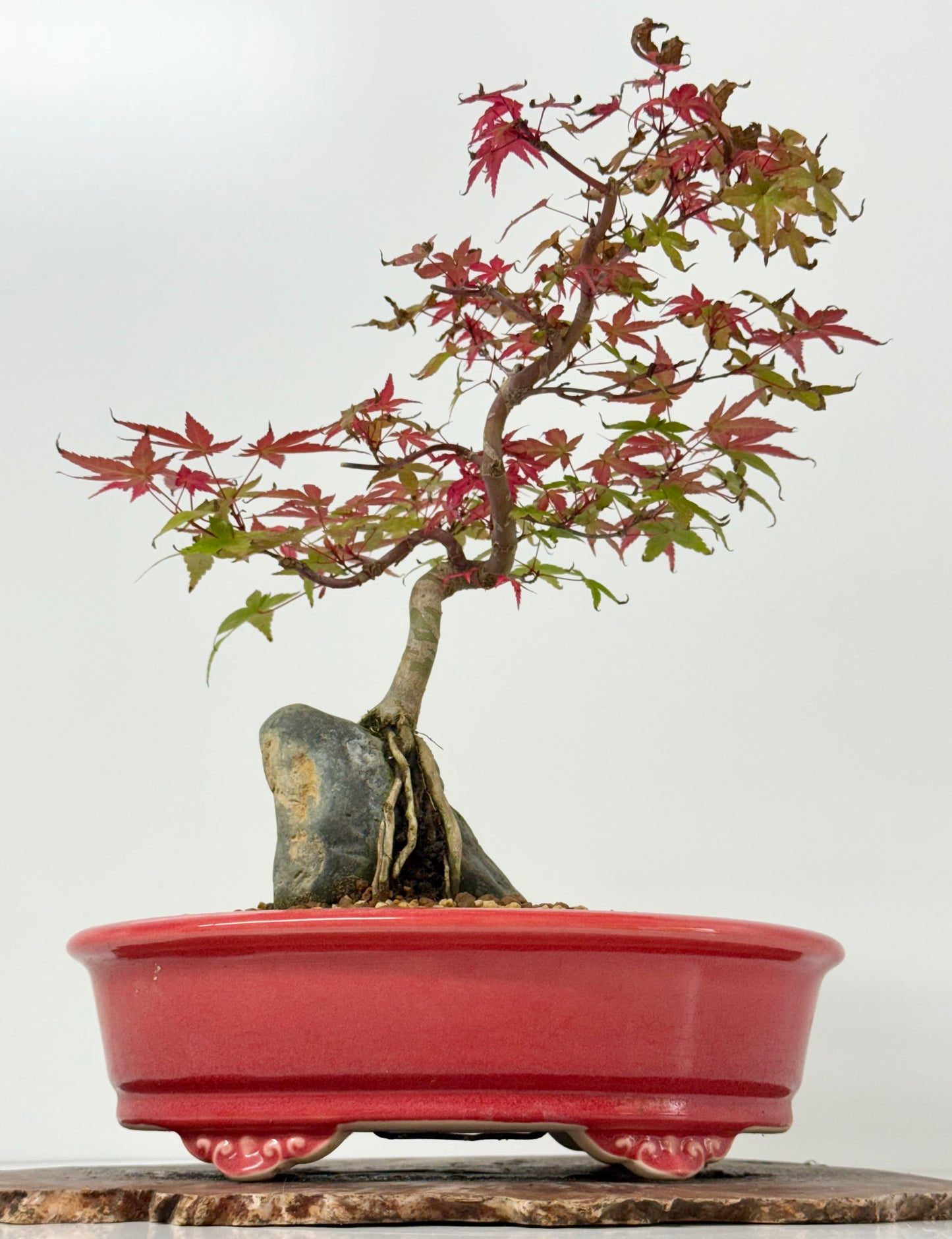 Deshojo Maple on Rock