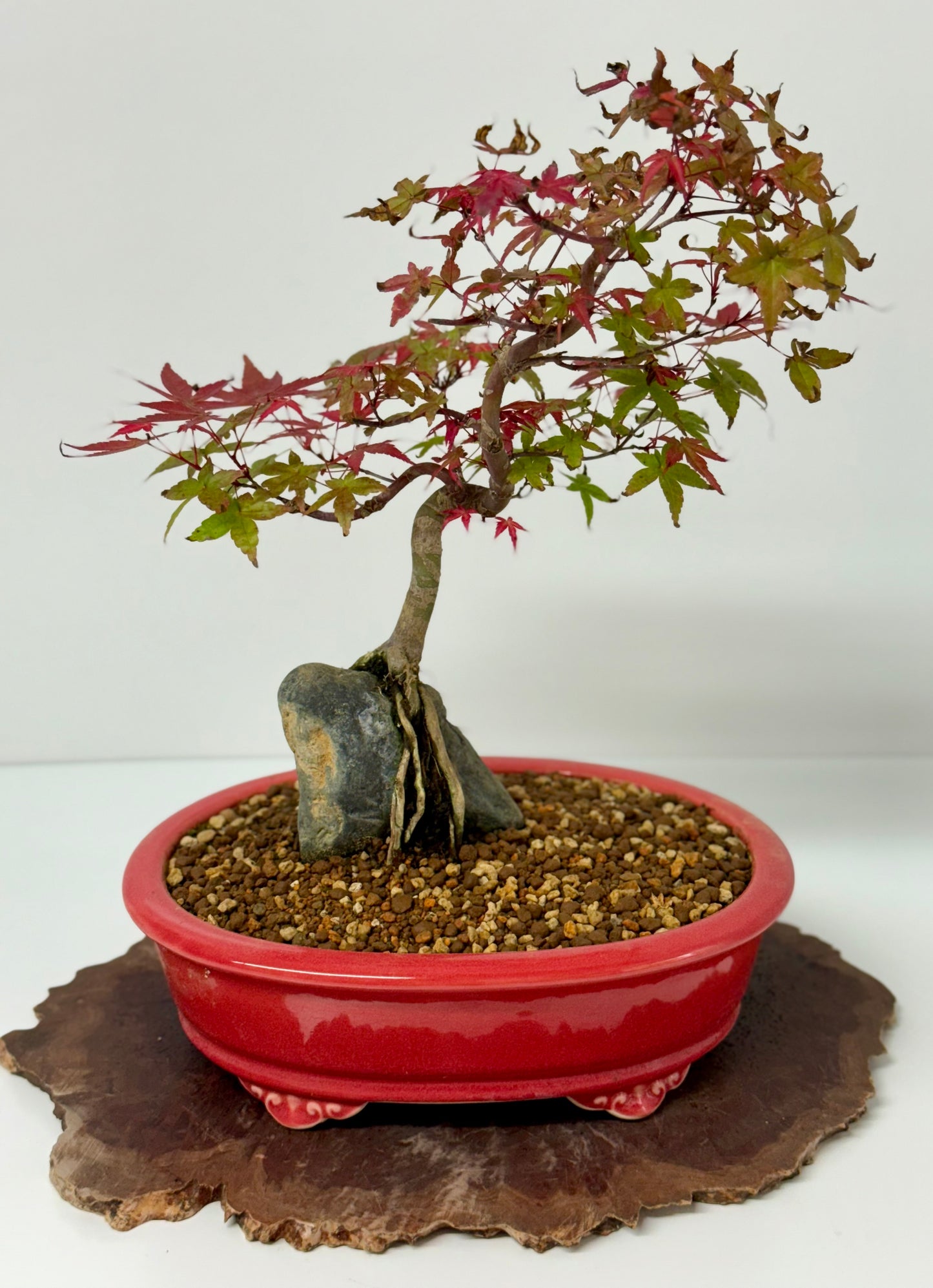 Deshojo Maple on Rock