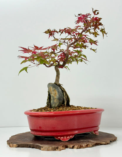 Deshojo Maple on Rock