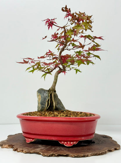 Deshojo Maple on Rock
