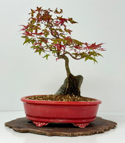 Deshojo Maple on Rock