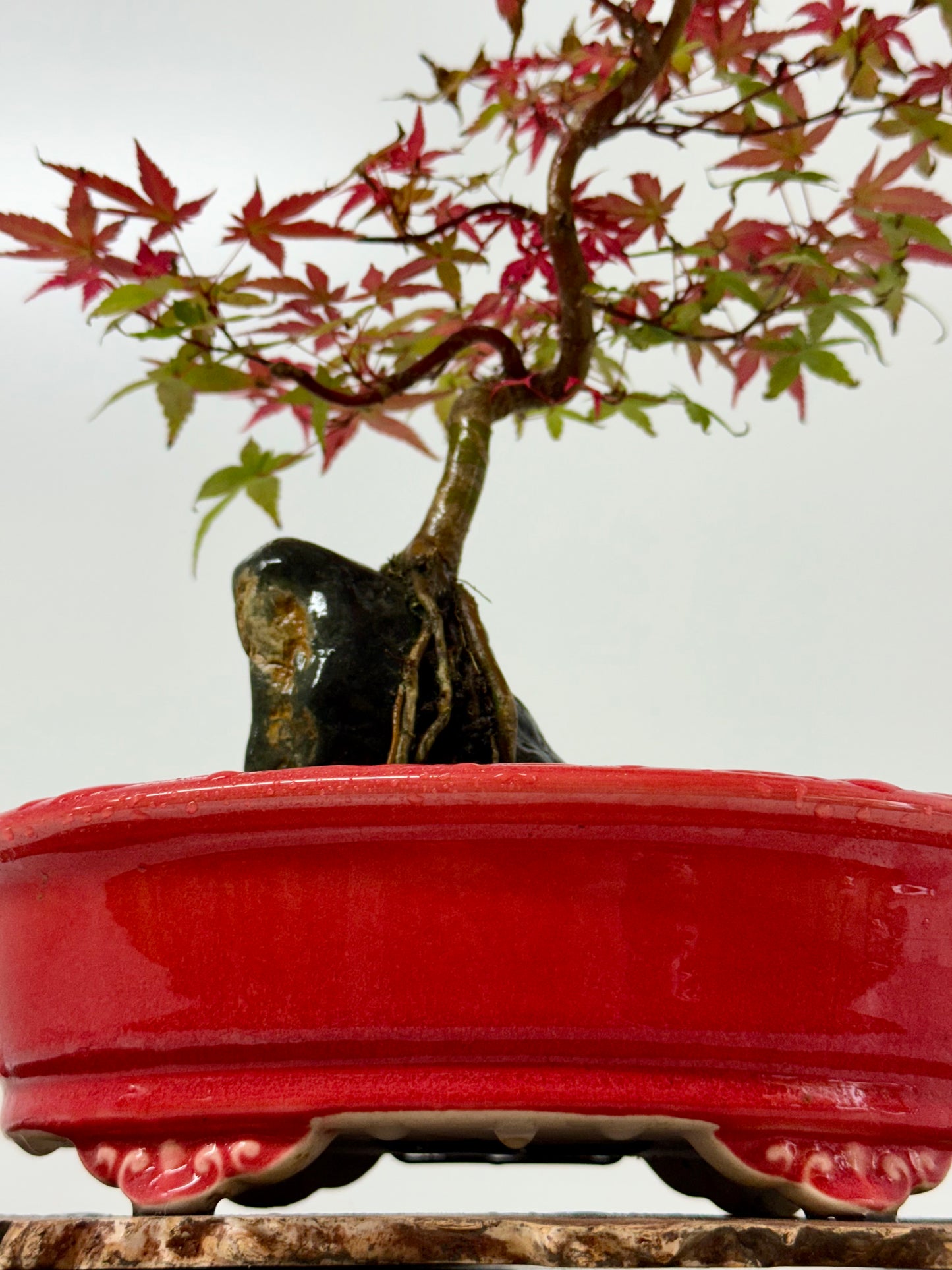 Deshojo Maple on Rock