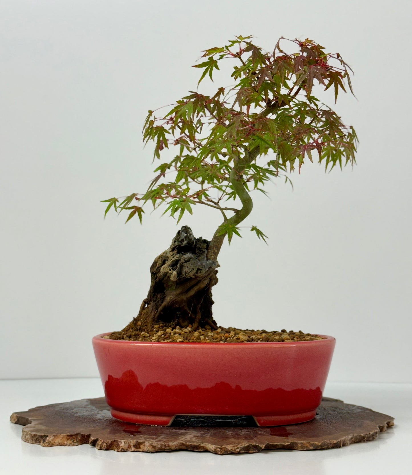 Kyno Ito Maple on rock