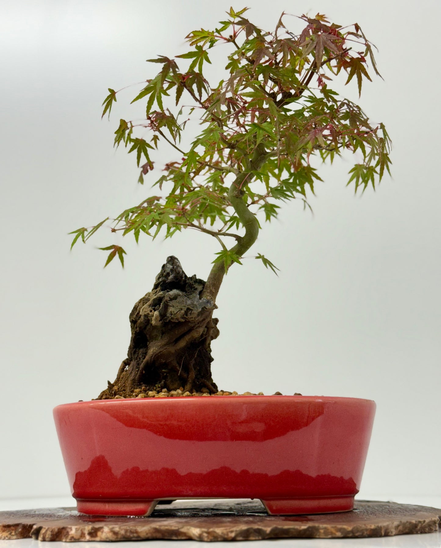 Kyno Ito Maple on rock
