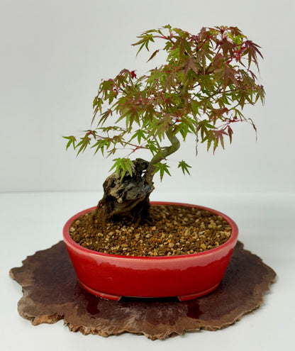 Kyno Ito Maple on rock