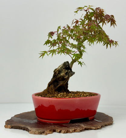 Kyno Ito Maple on rock