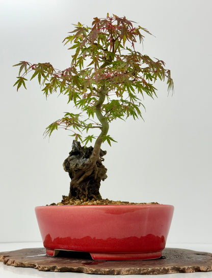 Kyno Ito Maple on rock