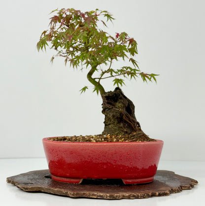 Kyno Ito Maple on rock