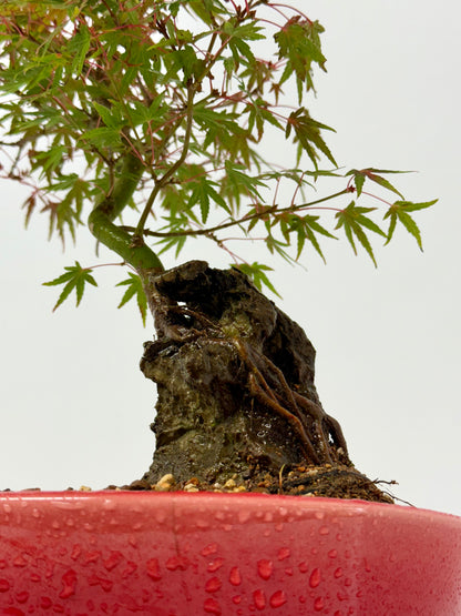 Kyno Ito Maple on rock