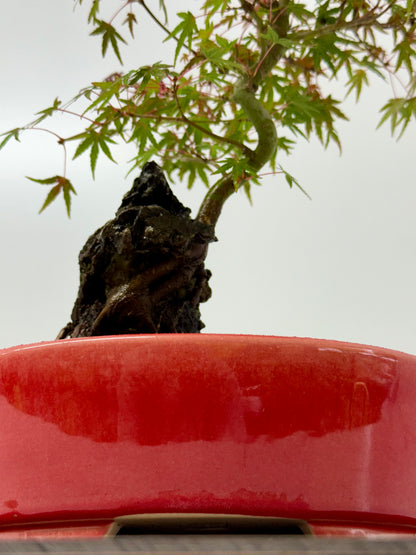 Kyno Ito Maple on rock