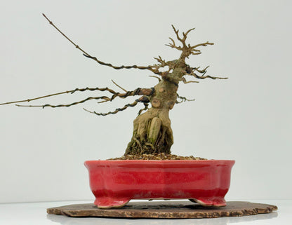 Trident maple on rock
