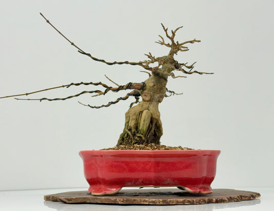 Trident maple on rock