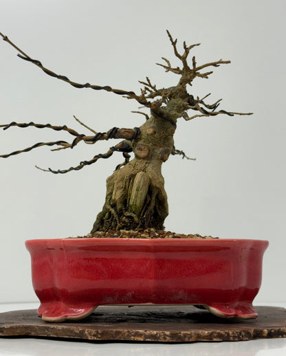 Trident maple on rock