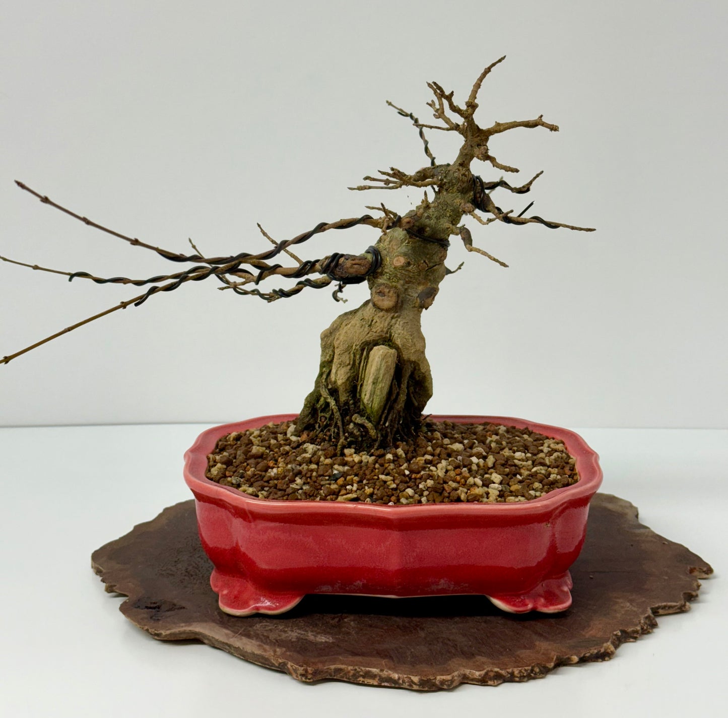 Trident maple on rock