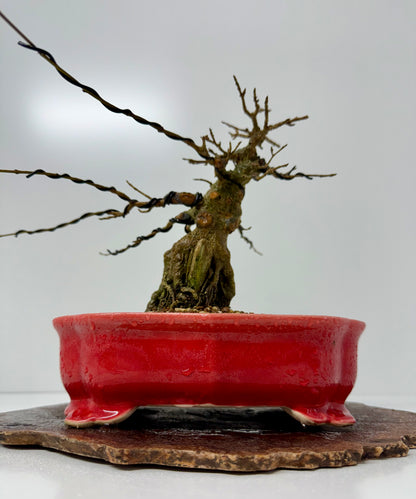 Trident maple on rock