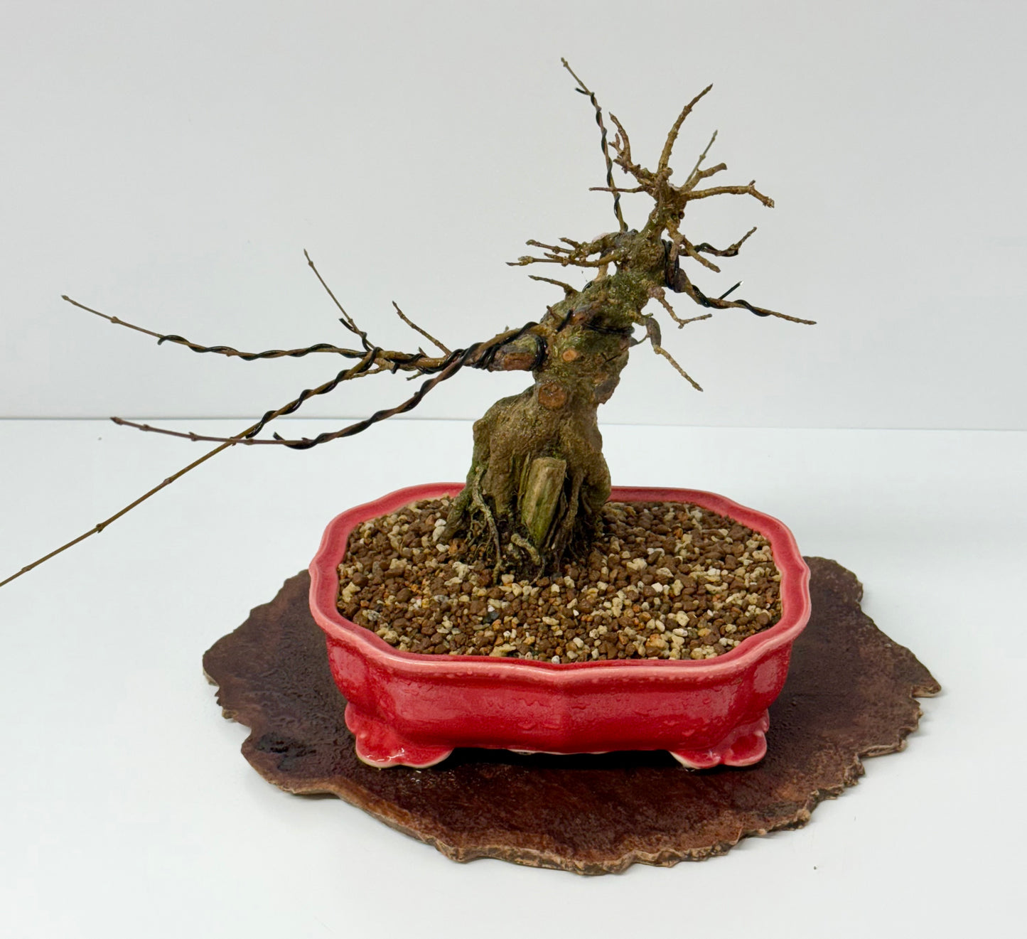 Trident maple on rock