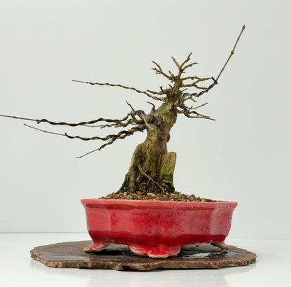 Trident maple on rock