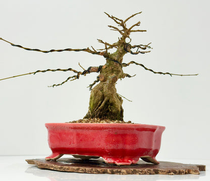 Trident maple on rock