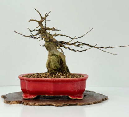 Trident maple on rock