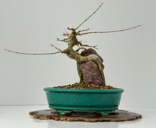 Trident maple on rock