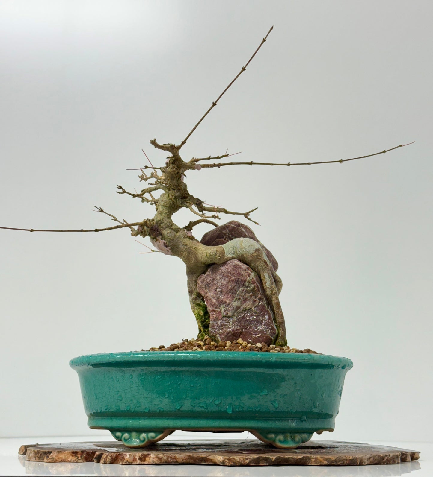 Trident maple on rock