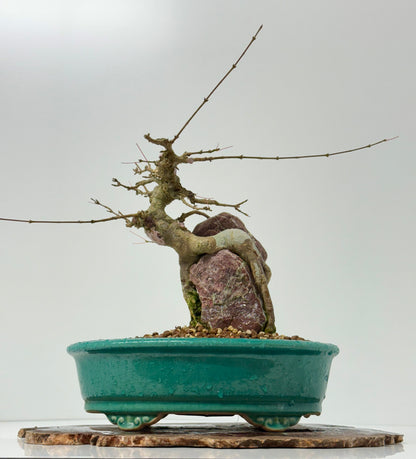 Trident maple on rock