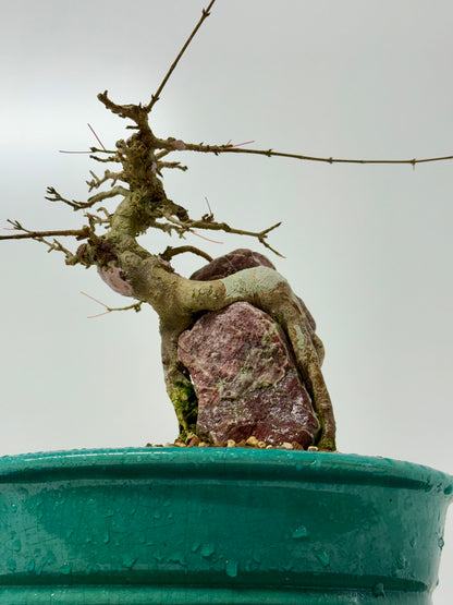 Trident maple on rock