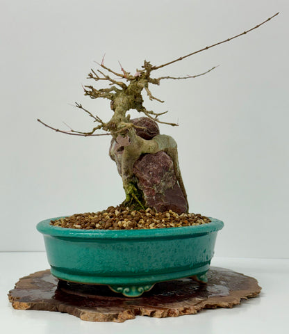 Trident maple on rock
