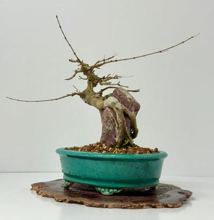 Trident maple on rock