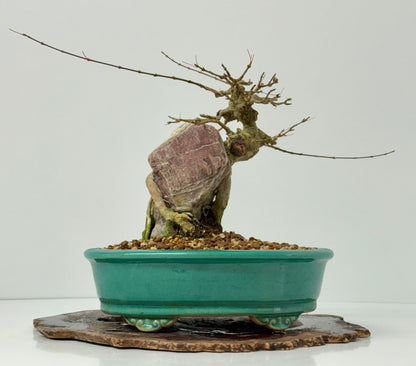 Trident maple on rock