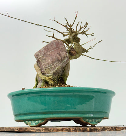 Trident maple on rock