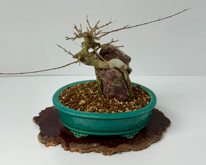 Trident maple on rock