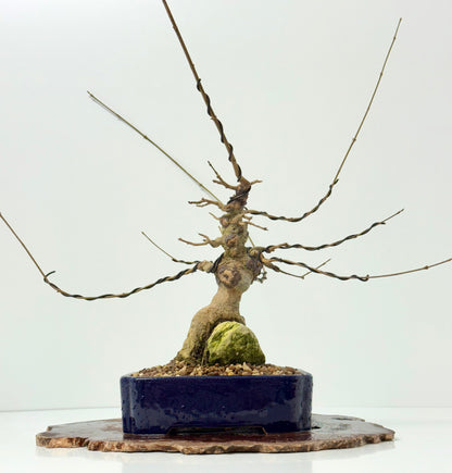 Trident maple on rock