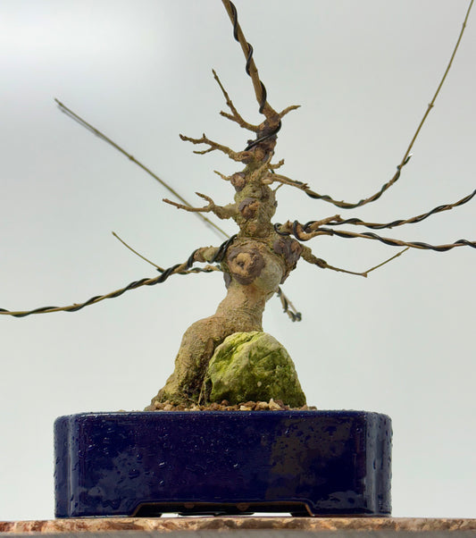 Trident maple on rock