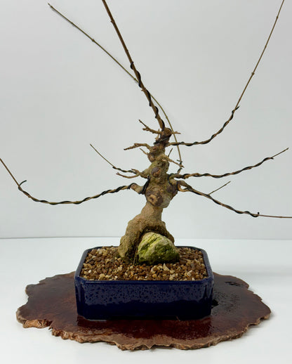 Trident maple on rock