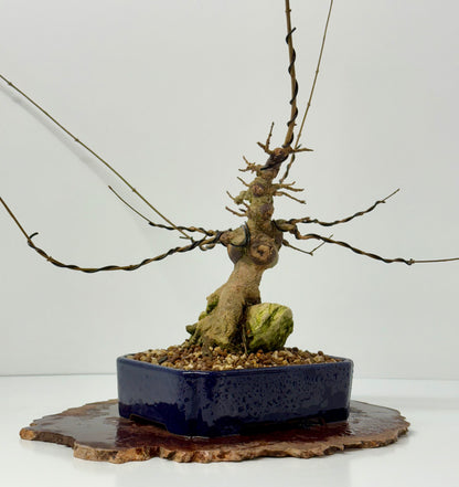 Trident maple on rock