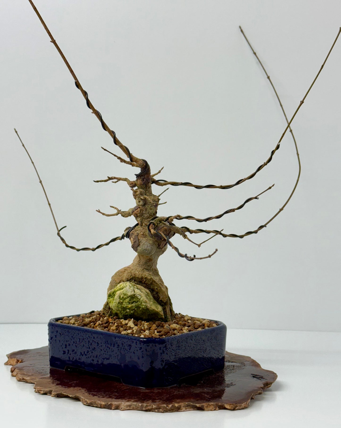 Trident maple on rock