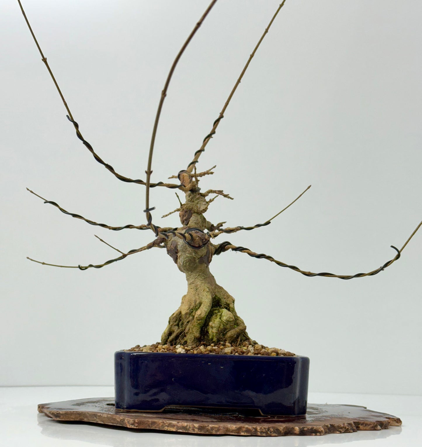 Trident maple on rock