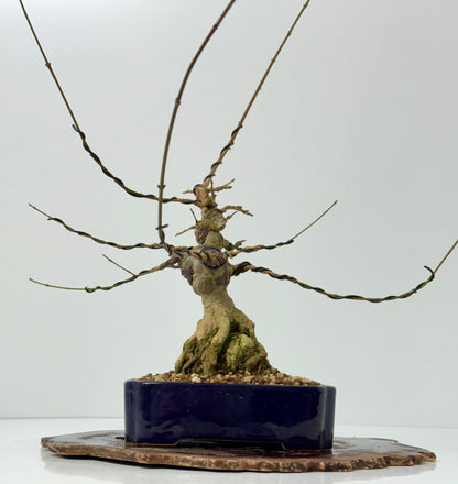 Trident maple on rock