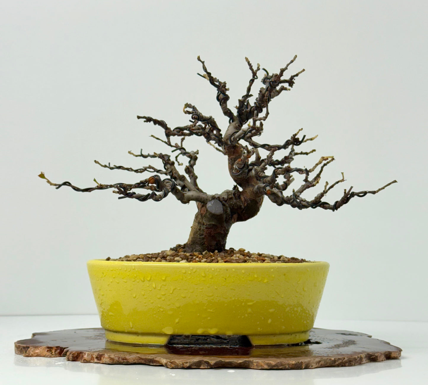 Chinese Quince