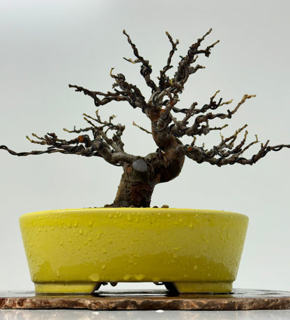 Chinese Quince