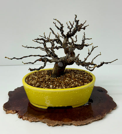 Chinese Quince