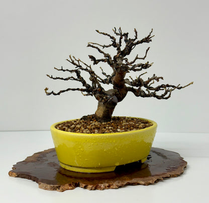 Chinese Quince